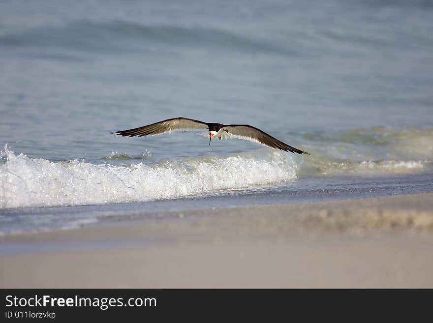 Black Skimmer Skimming The Surf