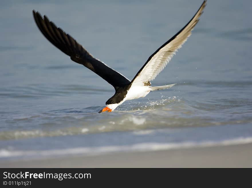 Black Skimmer Working The Surf