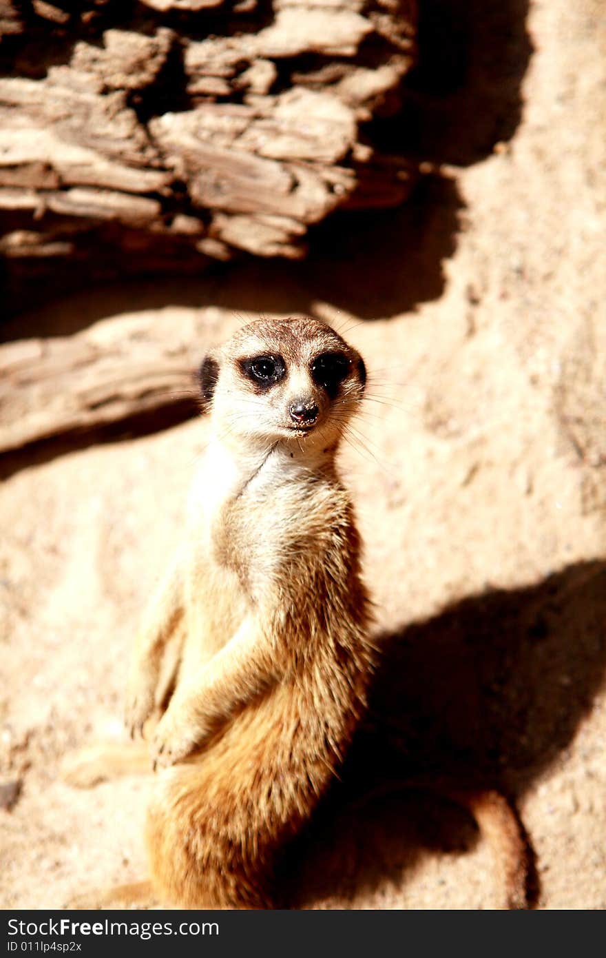 Meerkat