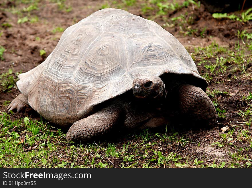 A giant turtle eating grass in zoo