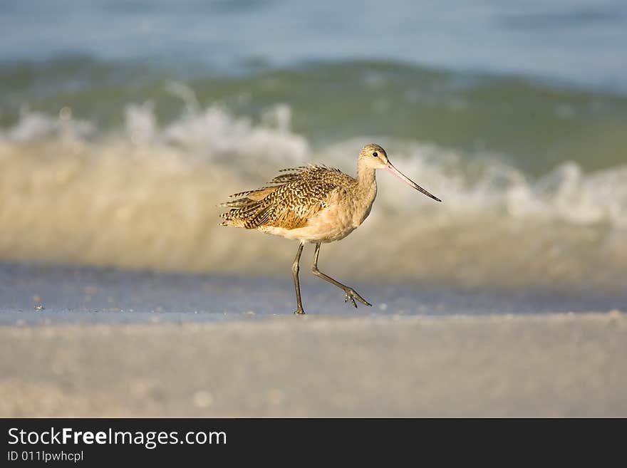 Marbled Godwit feeds along the beach