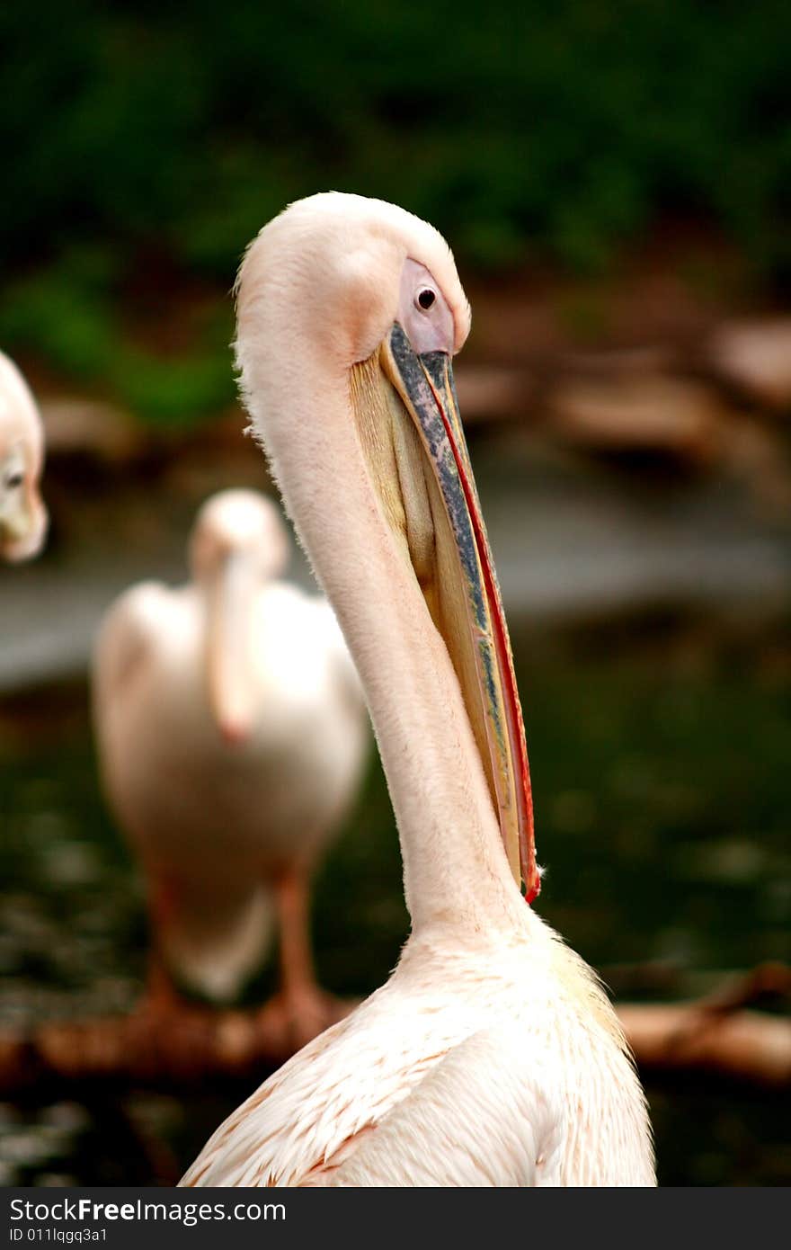 Pelican