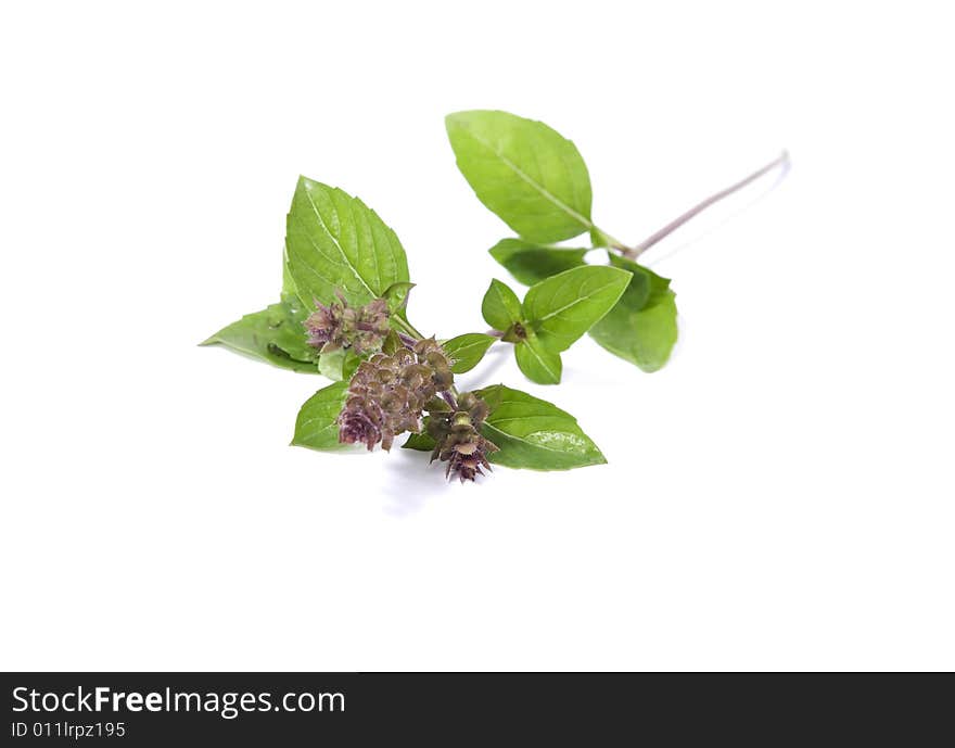 Green fresh basil isolated on white background