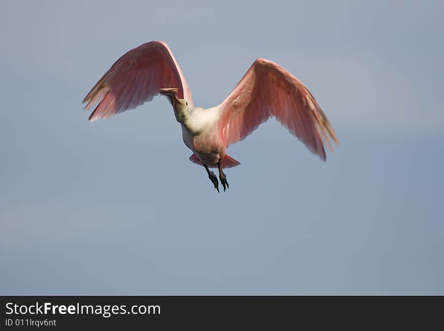 A Roseate Spoonbill in flight overhead. A Roseate Spoonbill in flight overhead