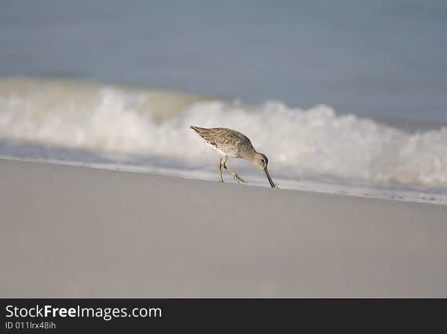 A Short-billed Dowitcher feeding