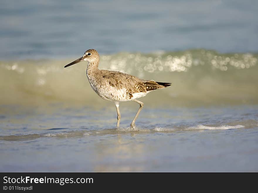 Willet Walking The Surf Line For Food