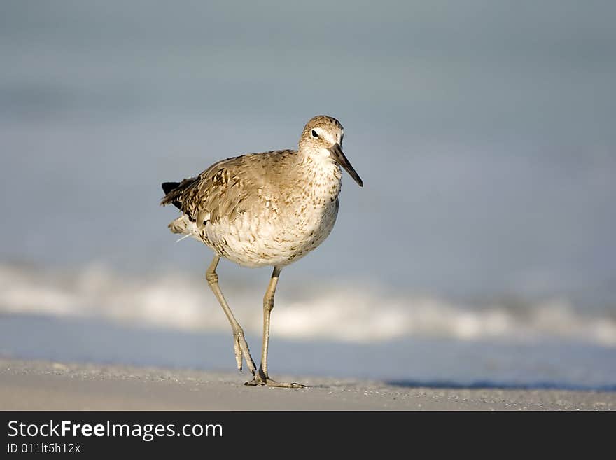 A Willet Walking Along The Surf Line