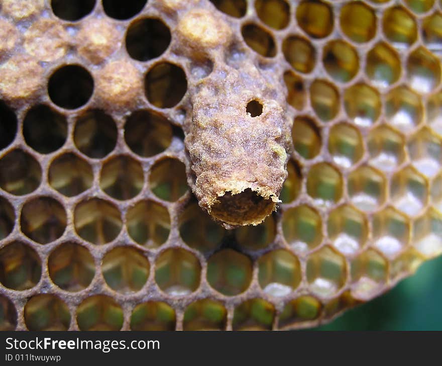 Habitat Larva Of Uterus - Empty.