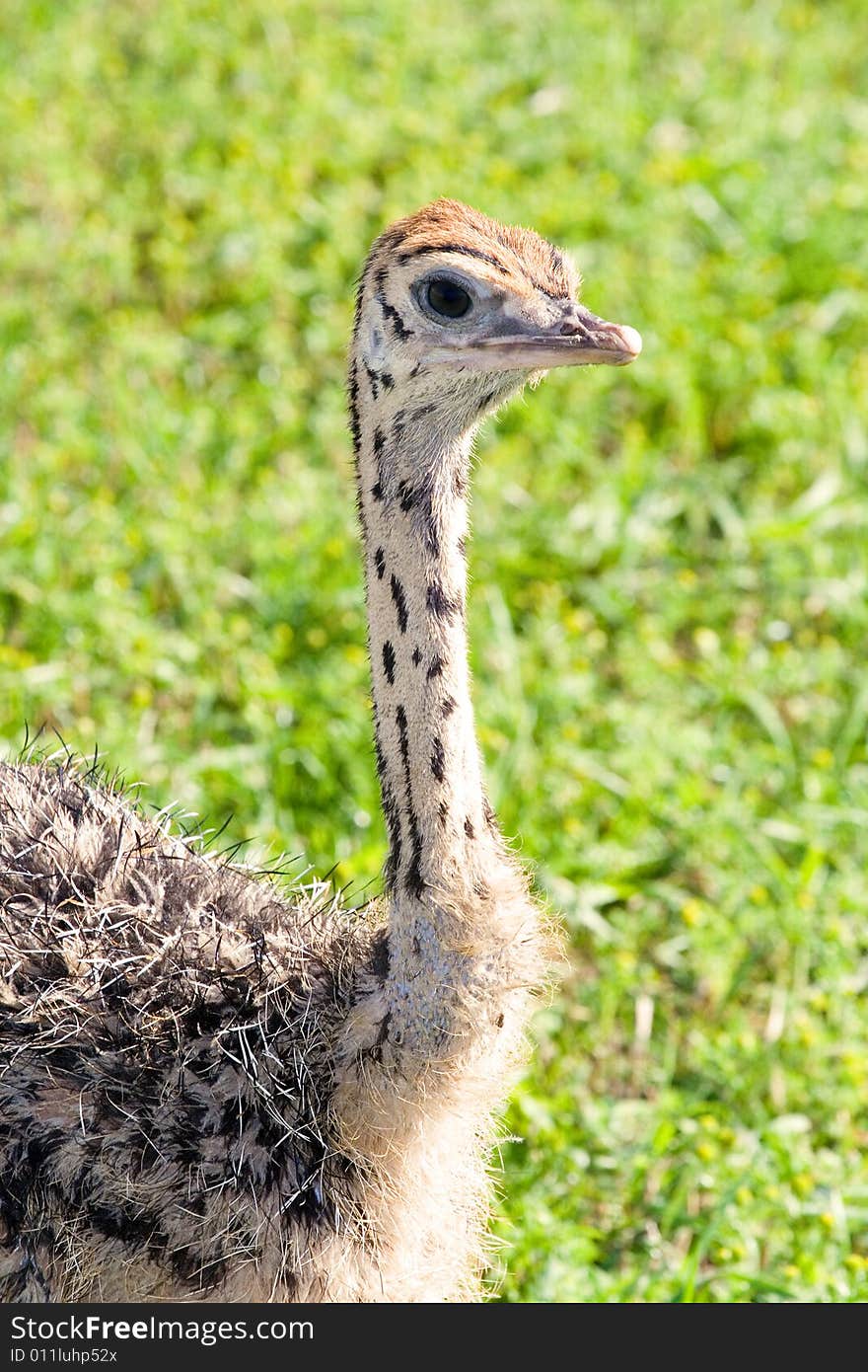 Little ostrich portrait over grass background