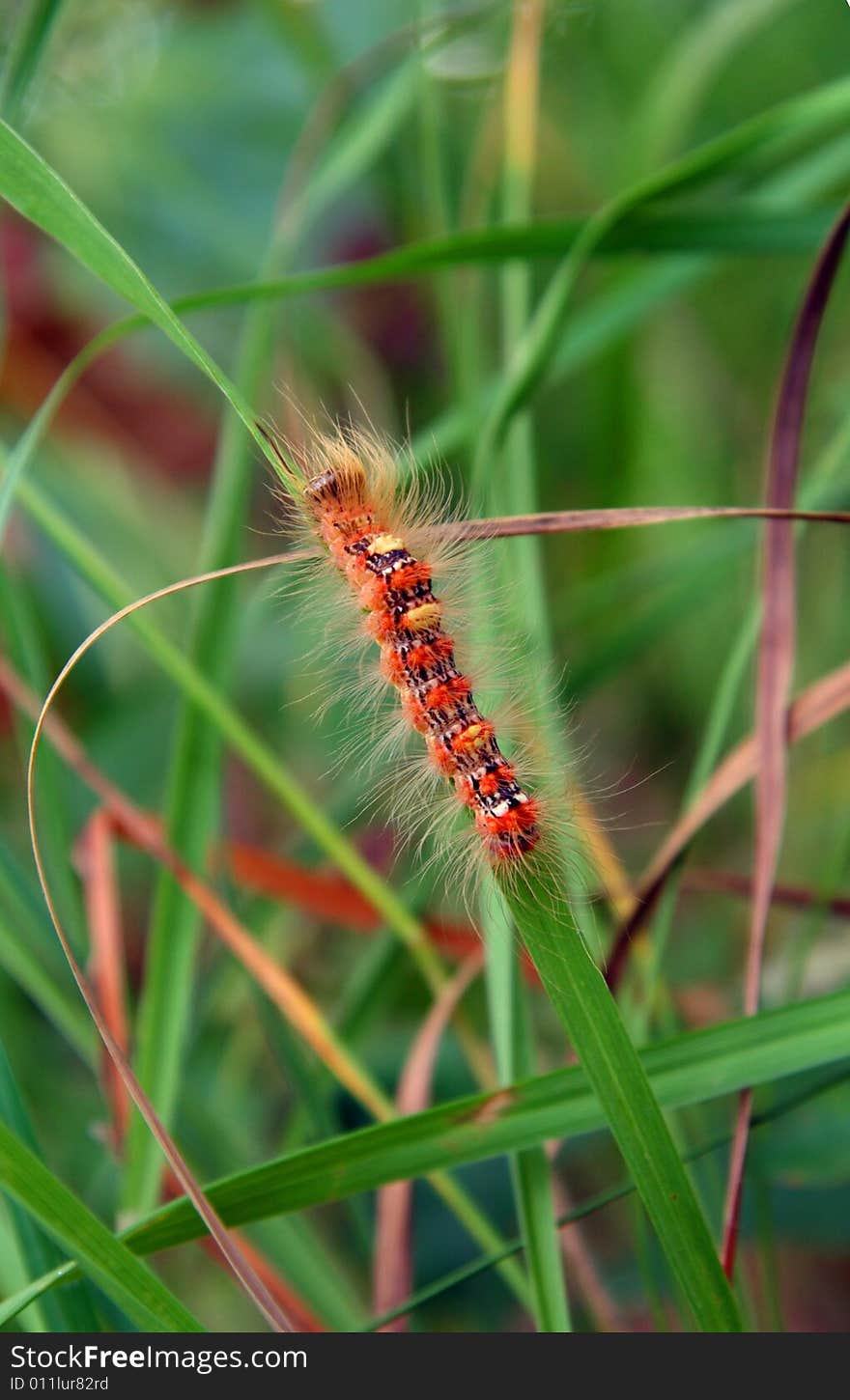 Red hairy caterpillar