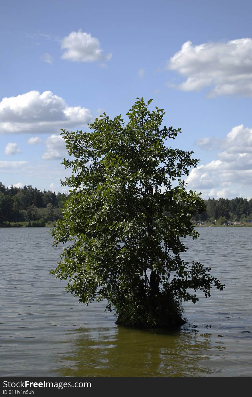 A tree in water after flood