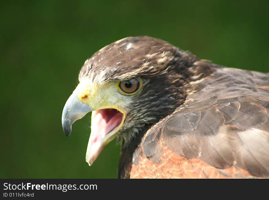 Squawking Eagle