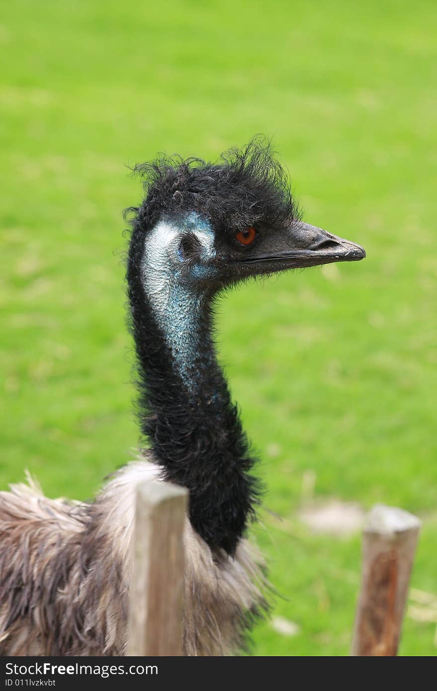 Ostrich