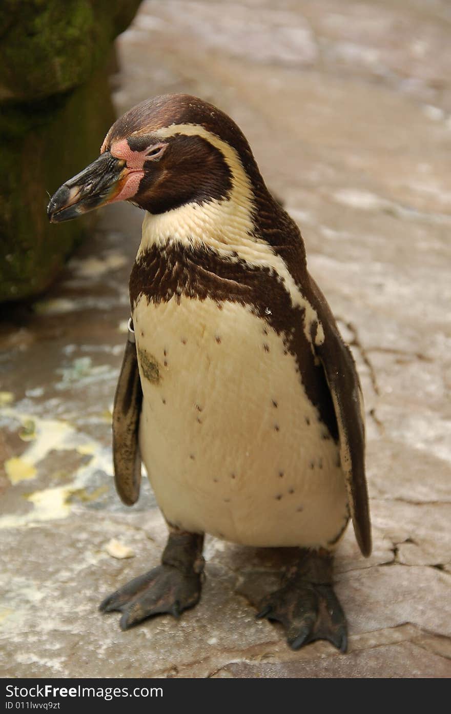 Penguin