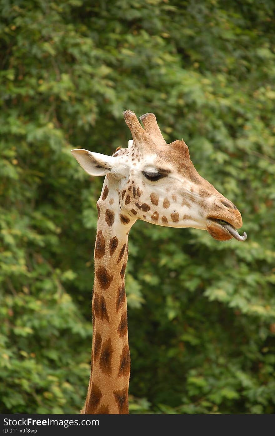 Giraffe profile against green background