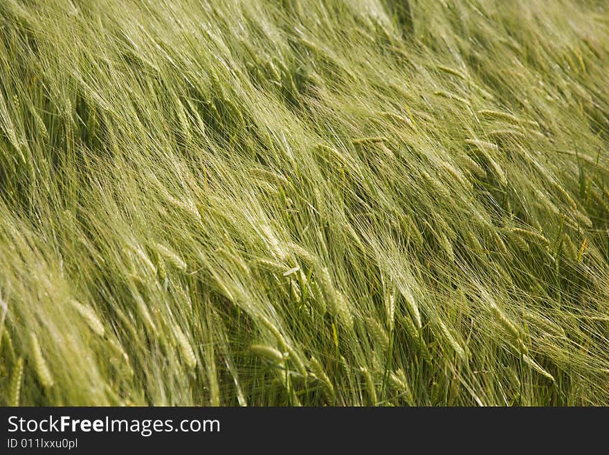 Green field in late spring, stems moving on a windy day