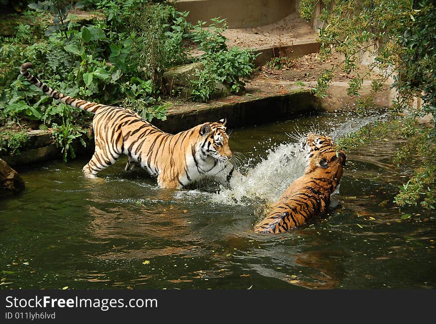 Two tigers playing into the water