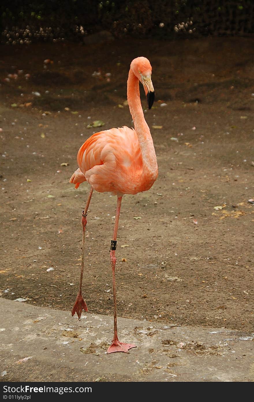 Flamingo