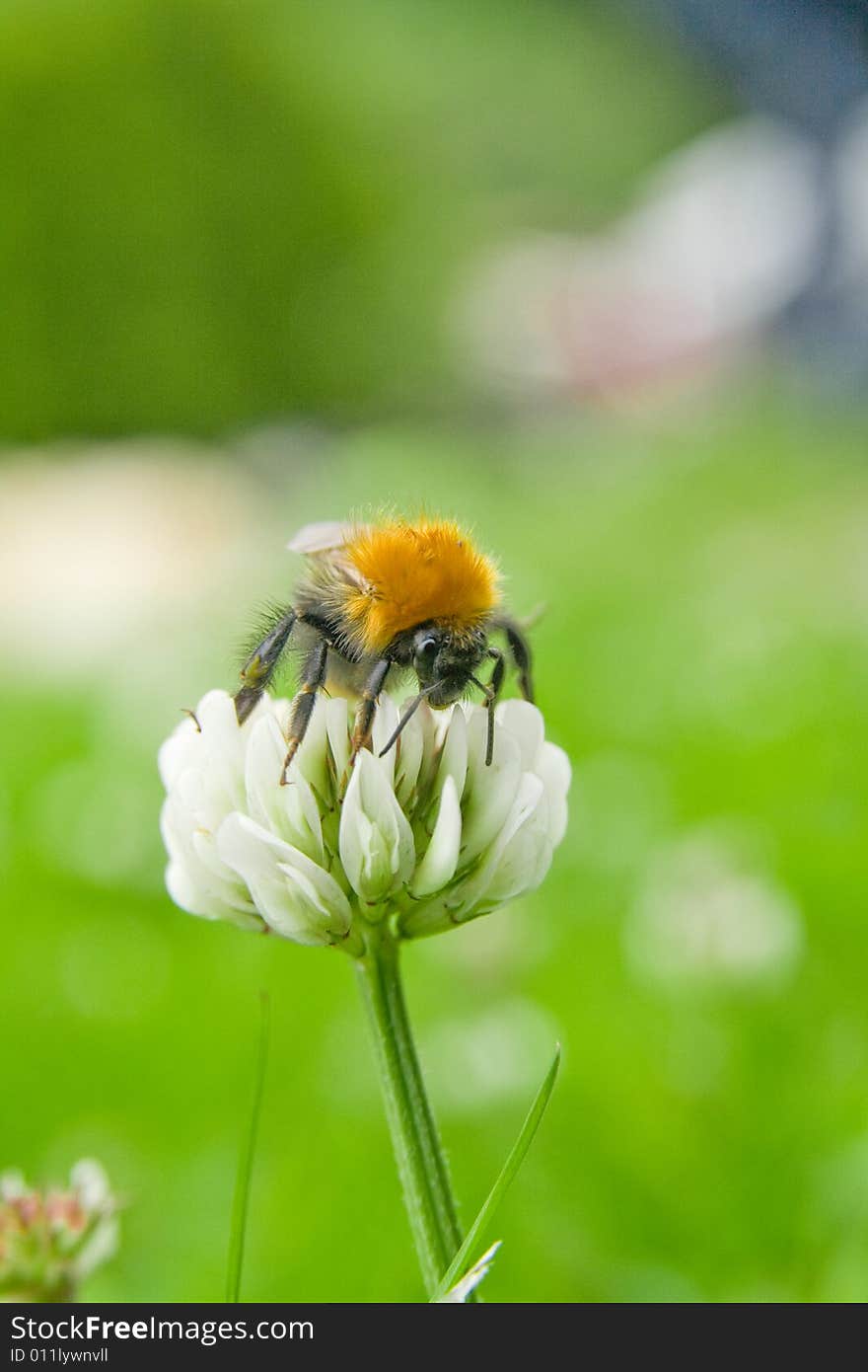 Bumblebee at flower