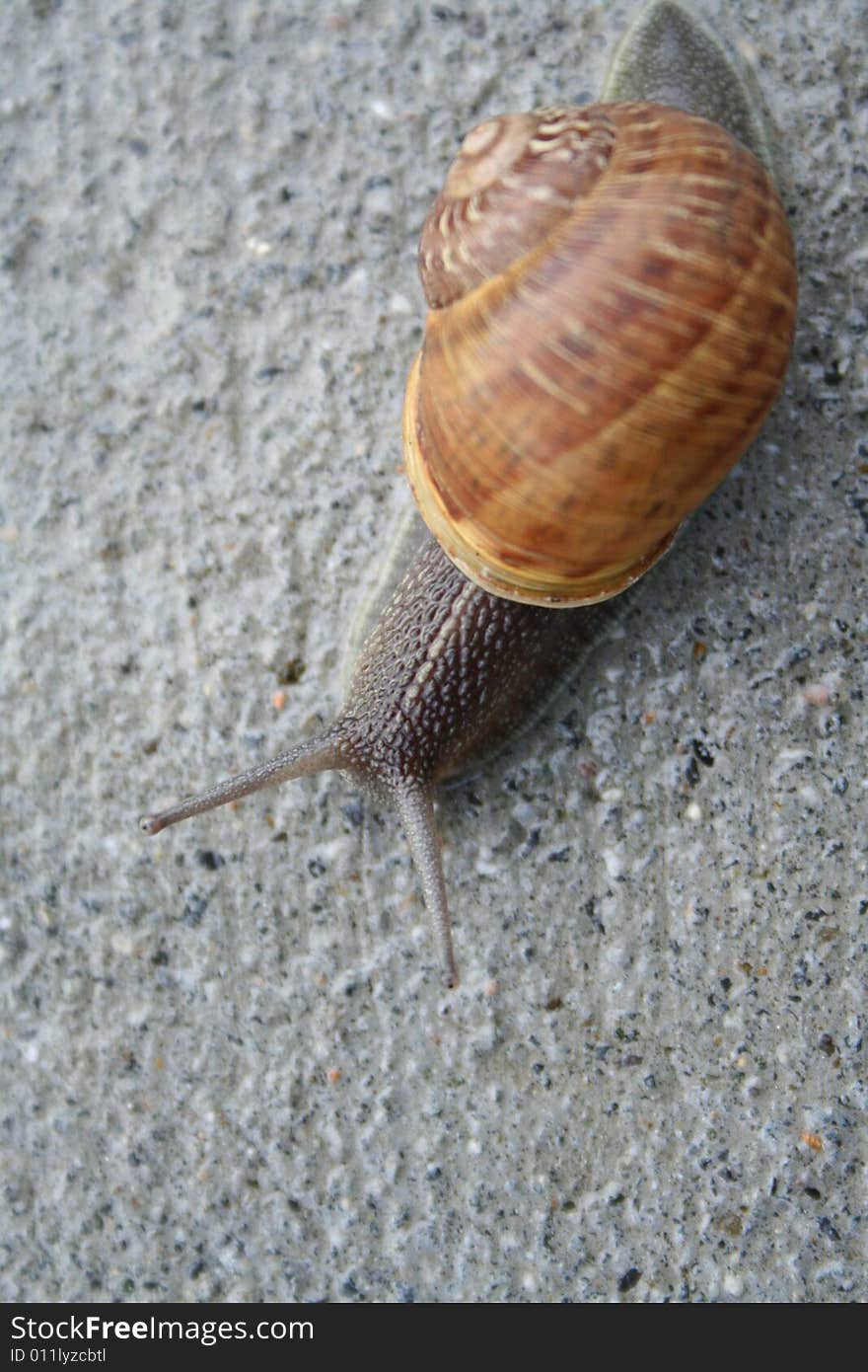 Large Snail