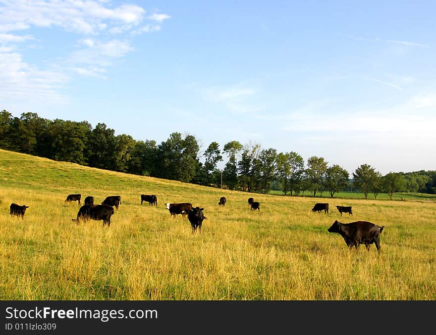 Cows Grazing