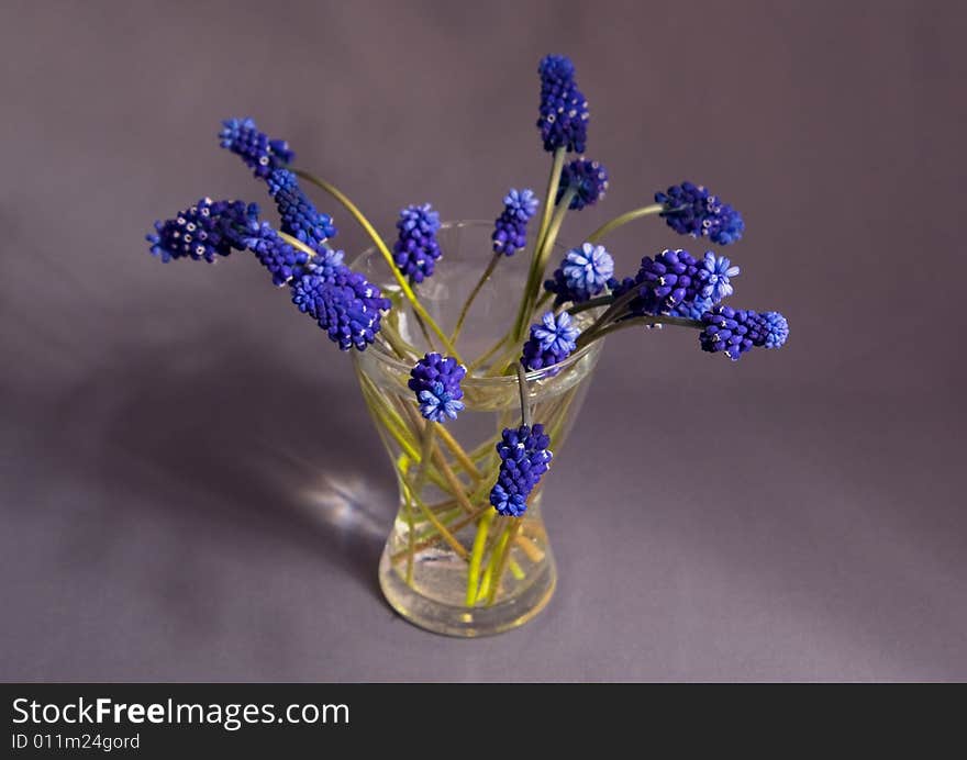 Muscari armeniacum, Dark blue flowers in a transparent vase with water