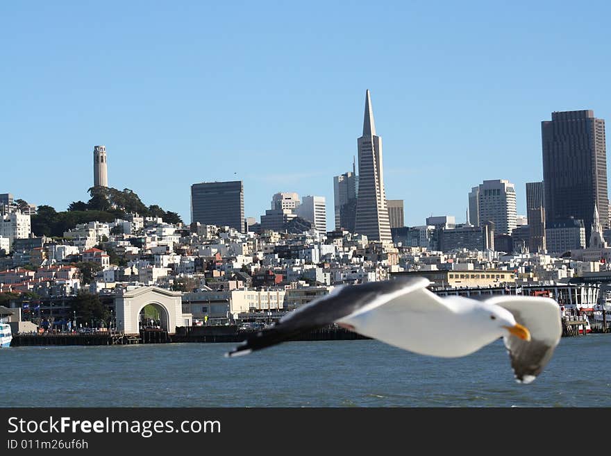 A seagull by the pier. A seagull by the pier.