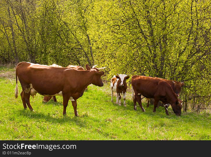 Cows