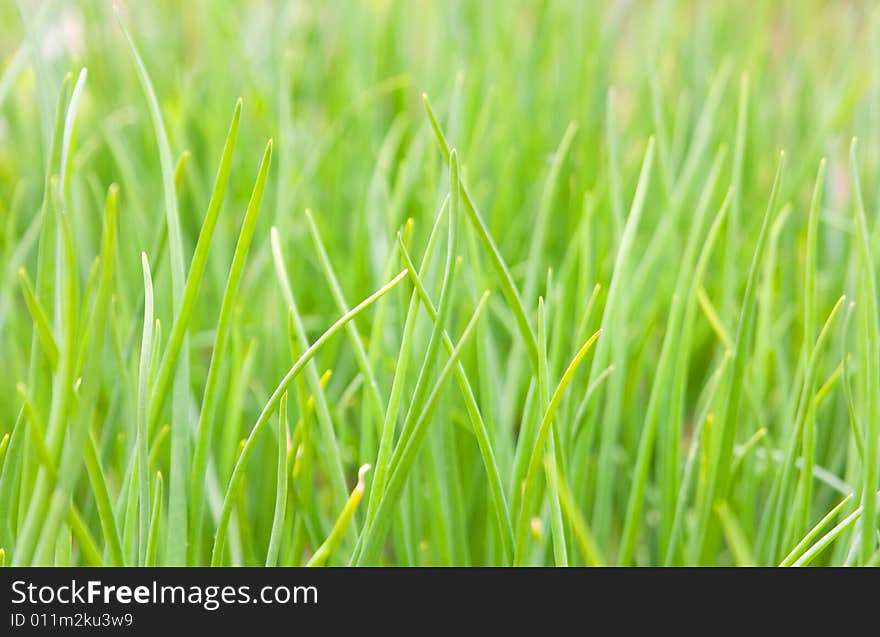 Green grass at field for golf stretches into distance