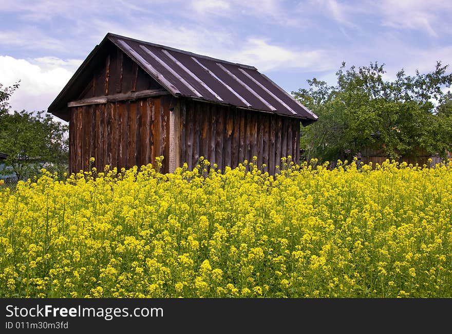 Green grass and Yellow flowers. Green grass and Yellow flowers