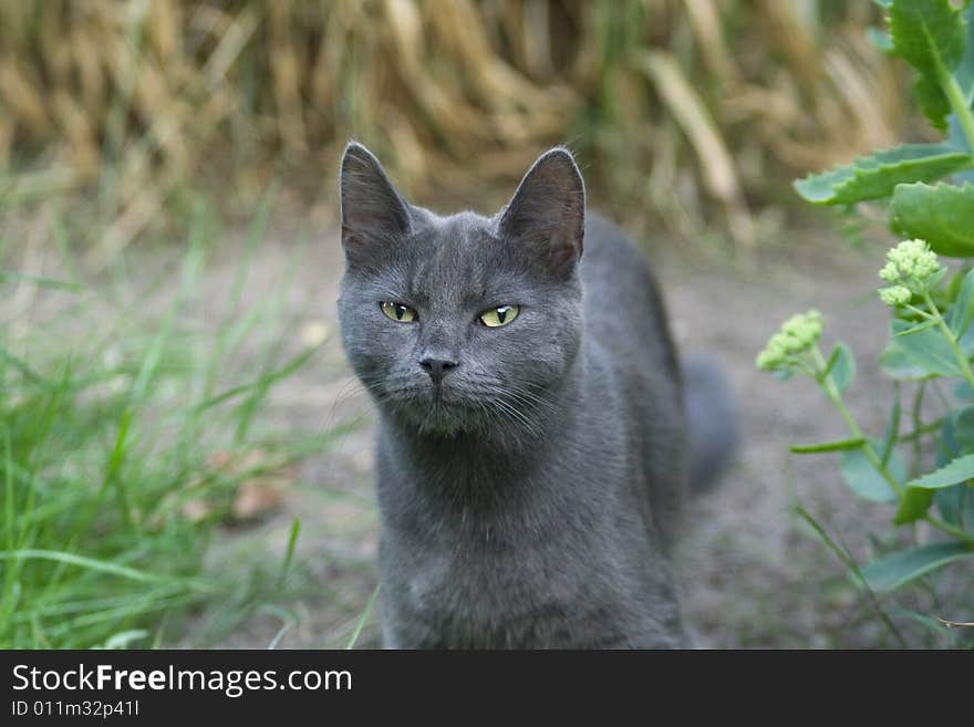 Grey cat on a summer day in my garden