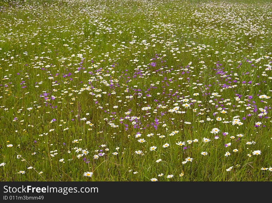 Green grass at field