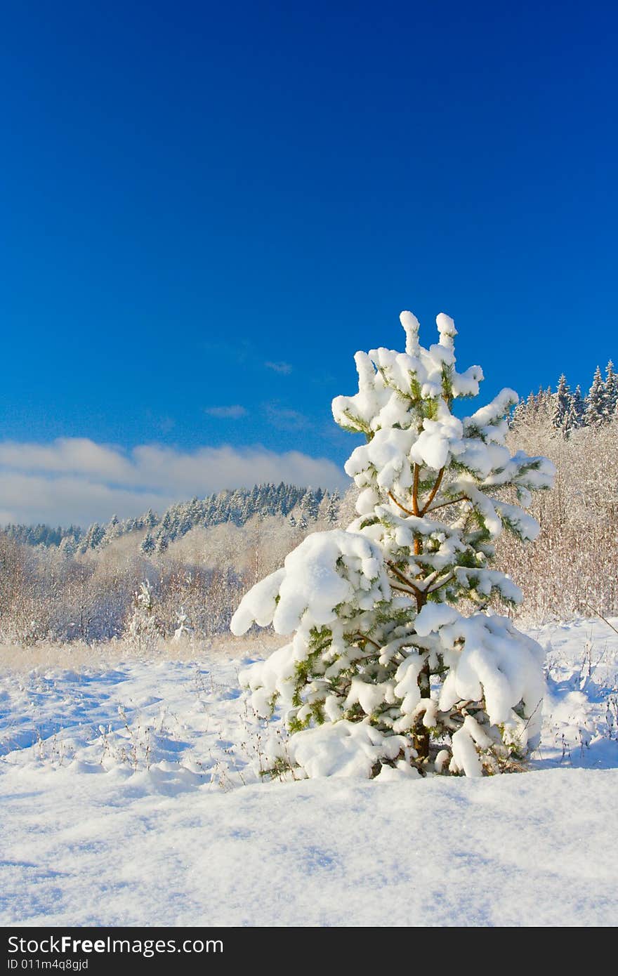 The image with a pine covered with a snow under the blue sky