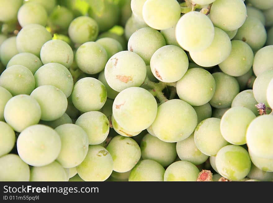 Grapes on grapevine