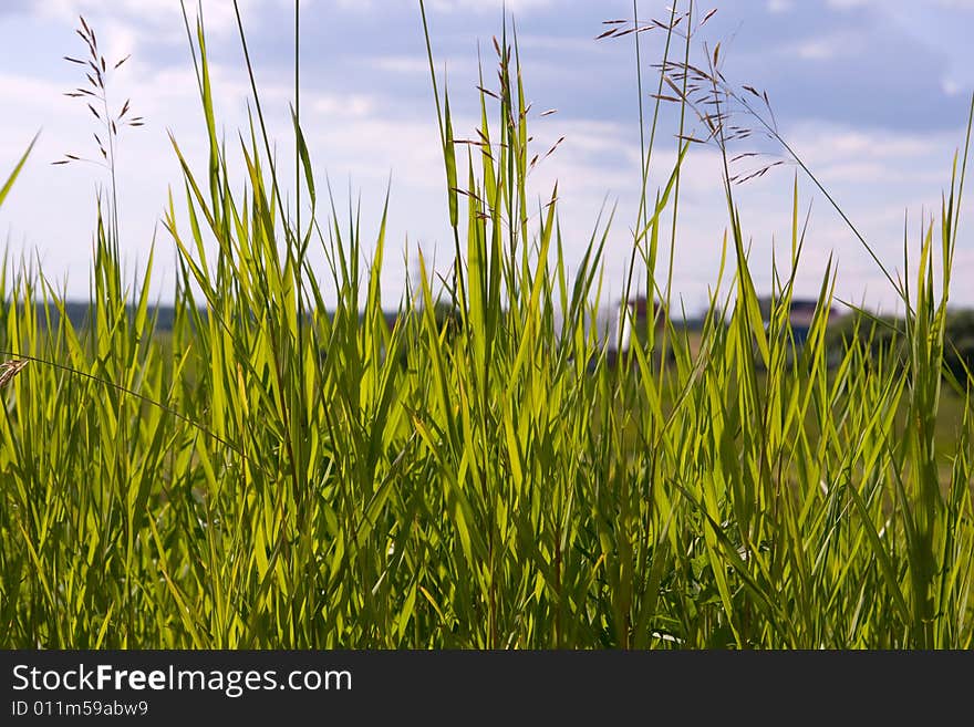 Green grass at field for golf stretches into distance