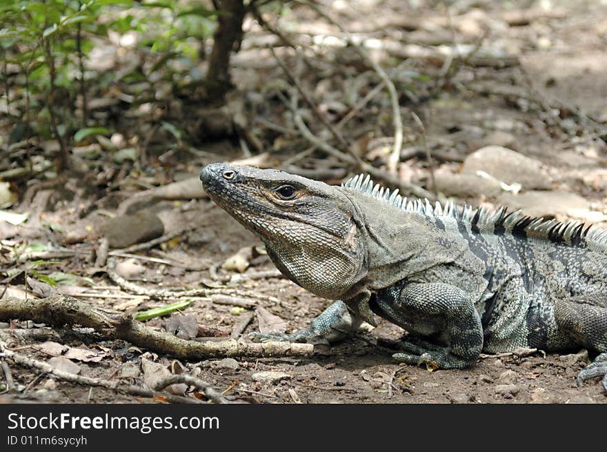 Iguana