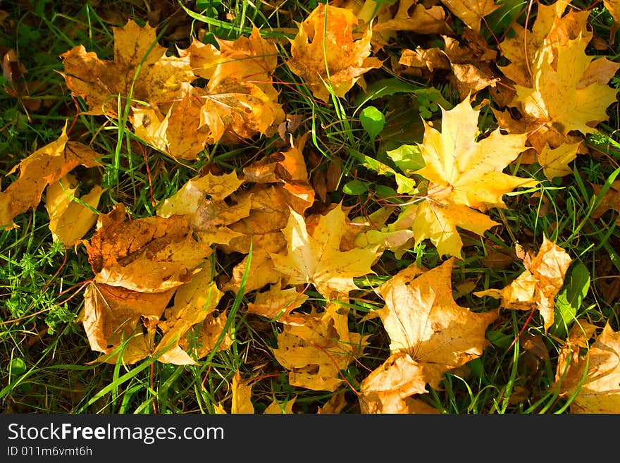 Heap of the fallen leaves from trees. Heap of the fallen leaves from trees