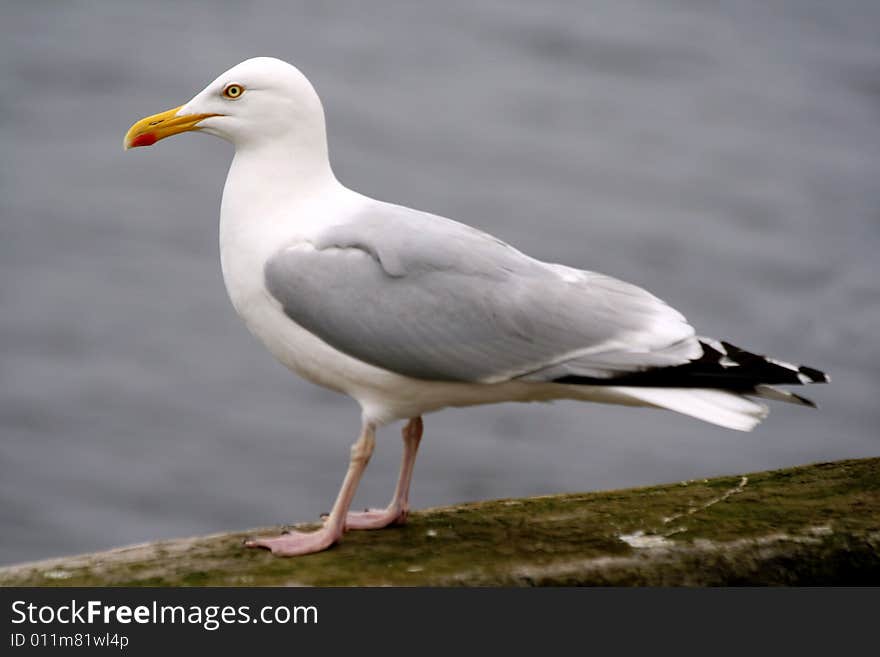 Seagull