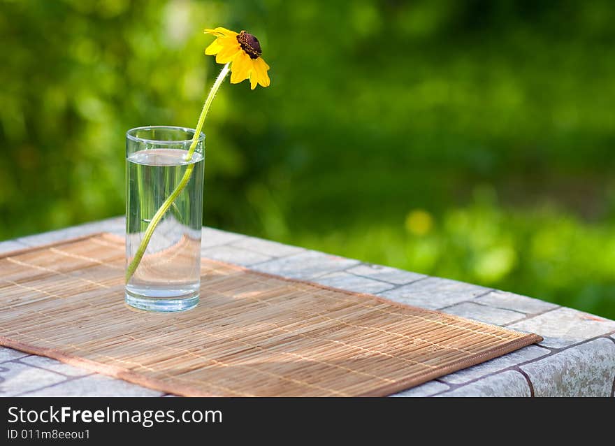 Flower in a transparent vase