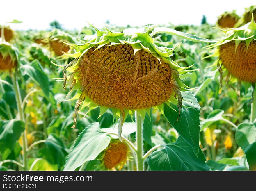 Sunflower