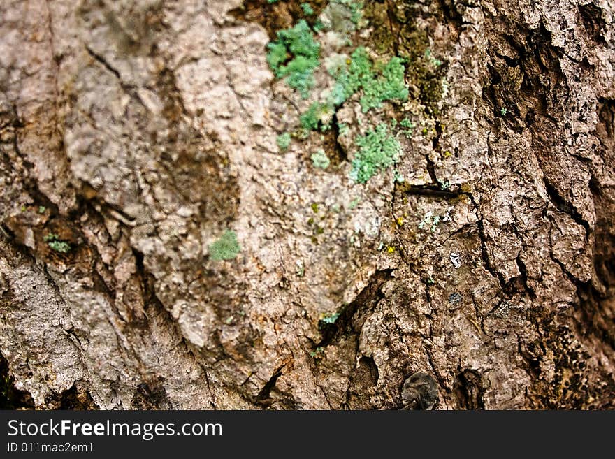 Close-up of a tropical tree bark showing texture, complex patterns and mold