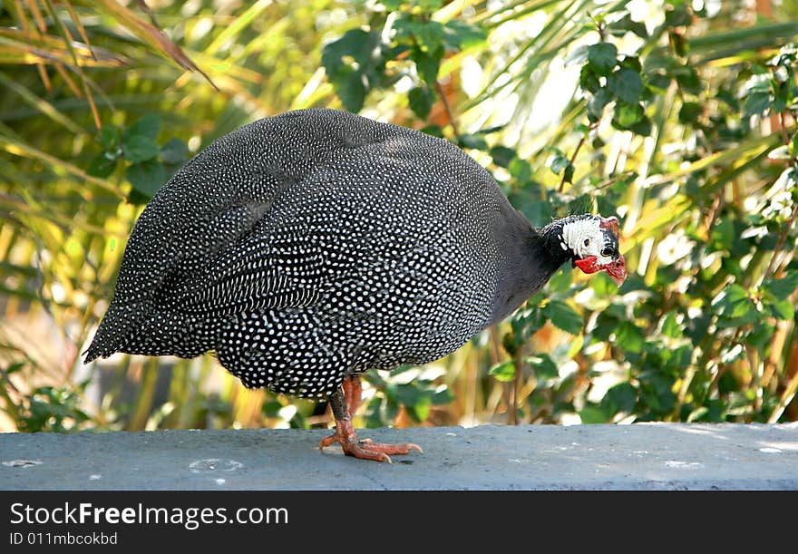 Portrait of a turkey walking on a bush