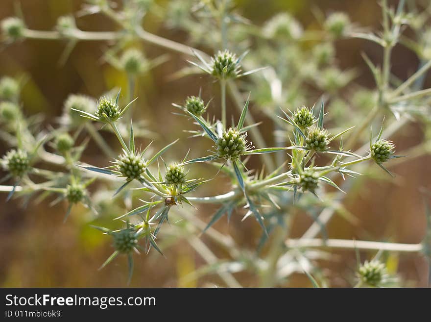 Cactus with thorns, fleshy, green