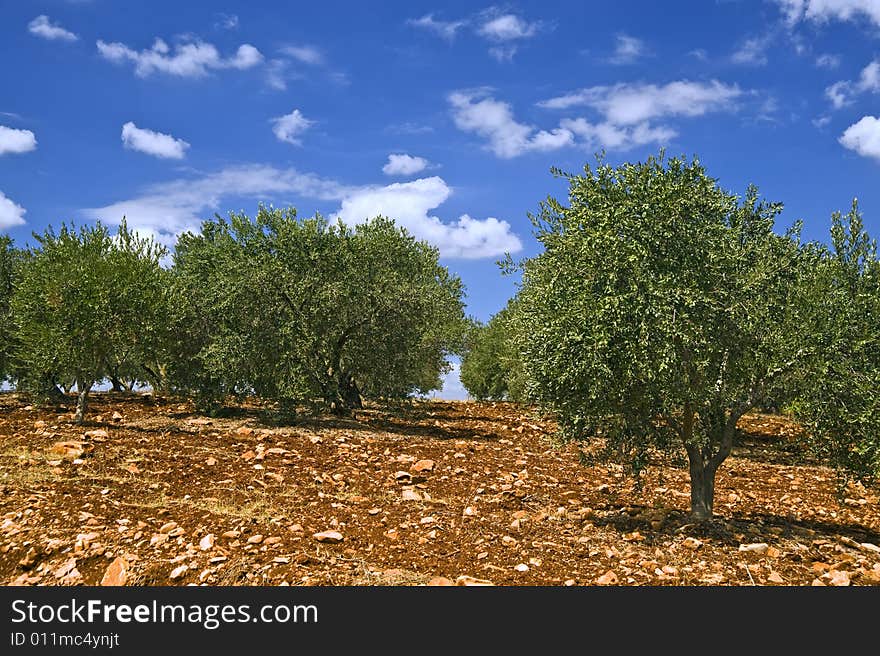 Ancient olive grove in the Galilee, Israel