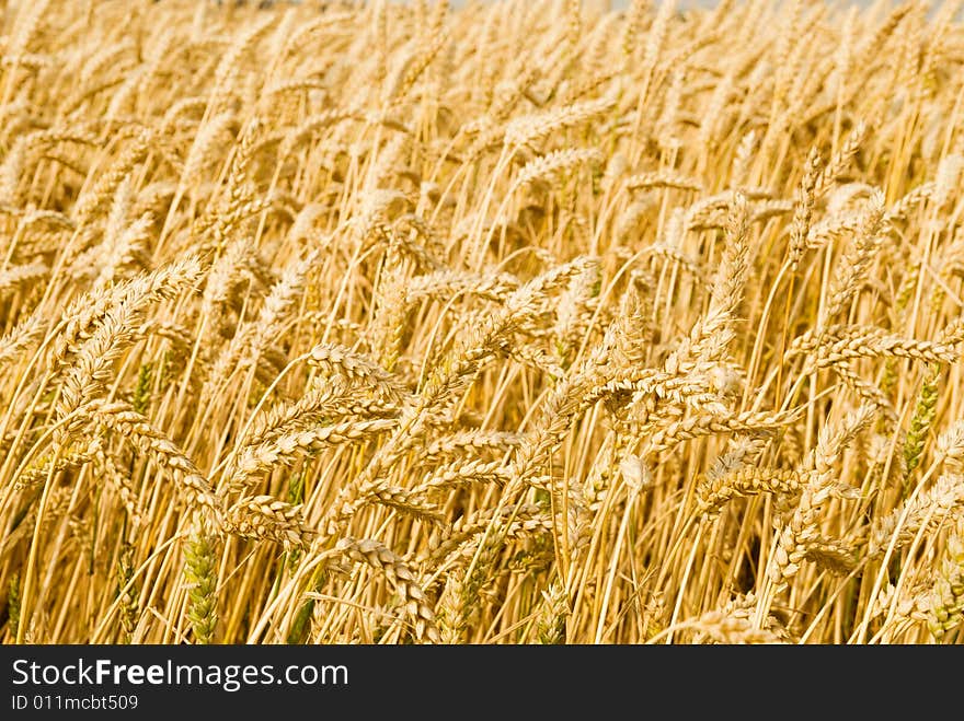 Close-up of a golden wheat field for backgrounds