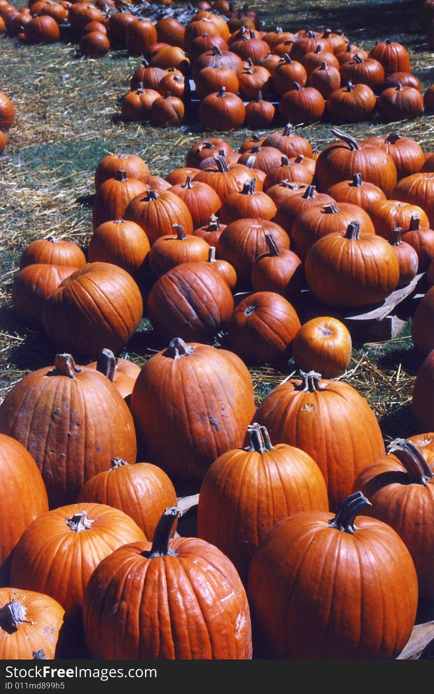 Photo of a pumpkin sales around Halloween. Photo of a pumpkin sales around Halloween.