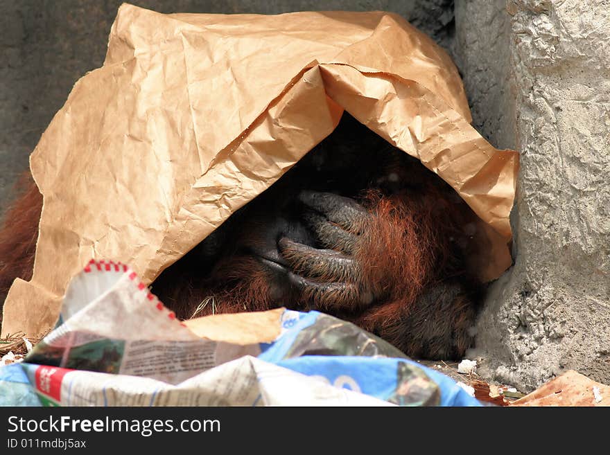 Photo of a organutan with paper over it's head. Photo of a organutan with paper over it's head