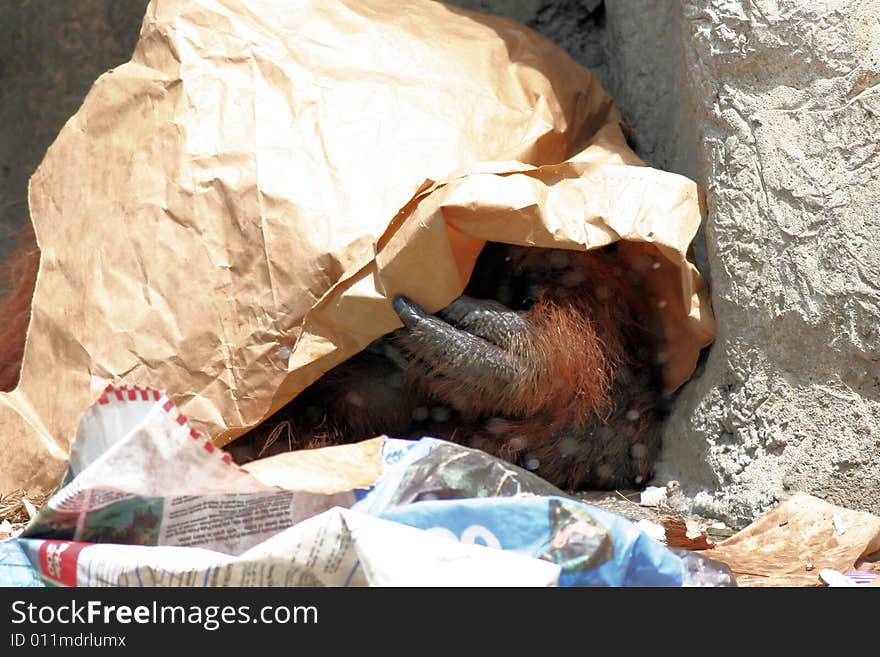 Photo of a organutan with paper over it's head. Photo of a organutan with paper over it's head