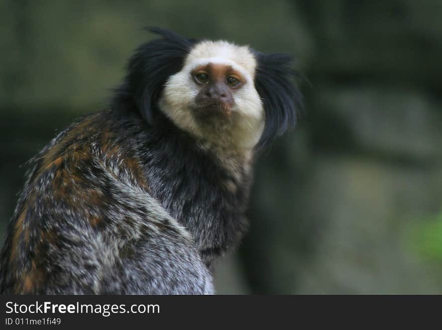 Photograph of a monkey looking at you wanting to start a conversation. Photograph of a monkey looking at you wanting to start a conversation