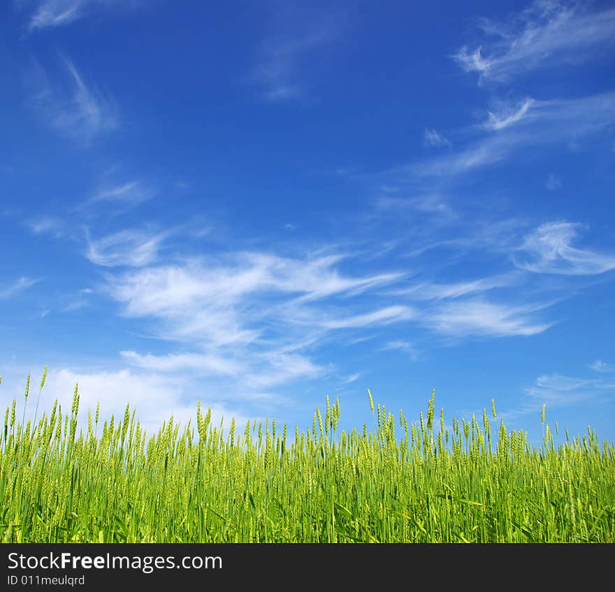 Early summer corn with a blue sky background. Early summer corn with a blue sky background